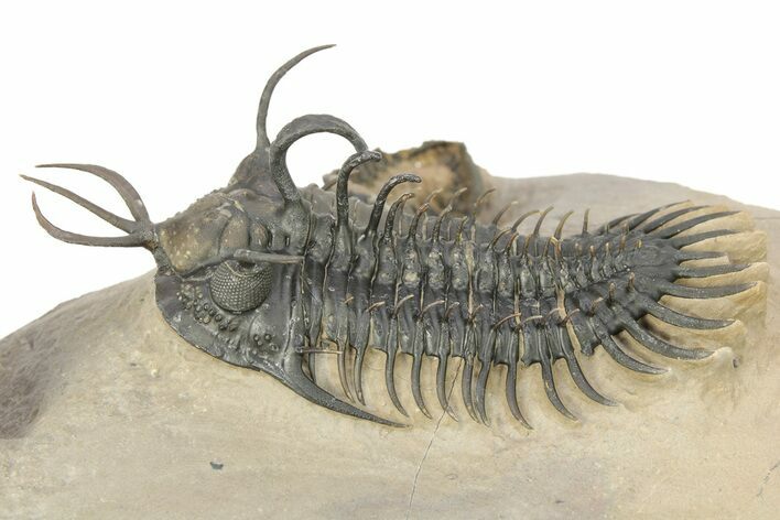 Short-Fork Walliserops Hammi Trilobite - Foum Zguid, Morocco #276169